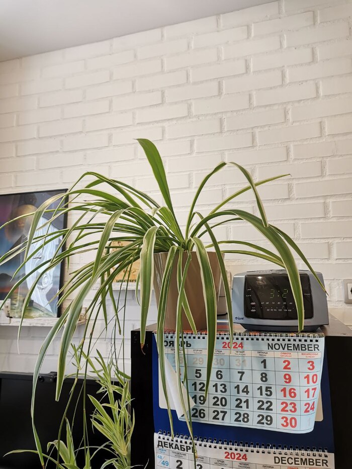 (иногда опрыскиваю, поэтому календарь свернулся)