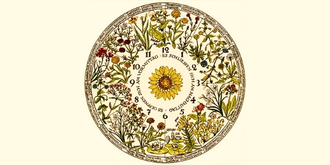 Цветочный календарь Линнея