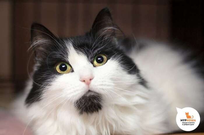 Кошка Басти