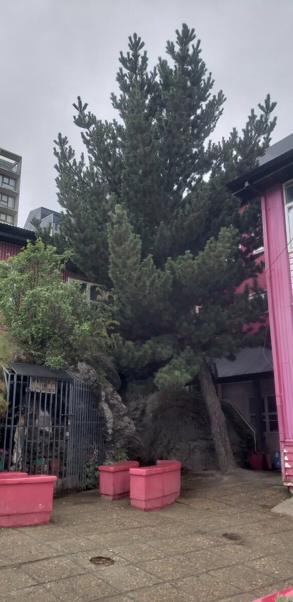 Розовые клумбы