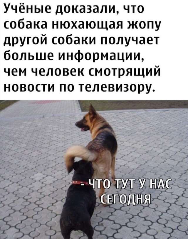 Proved it - Picture with text, Humor, Dog