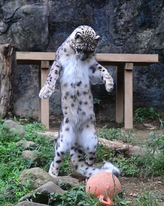 Ух ты, какой большой шарик!