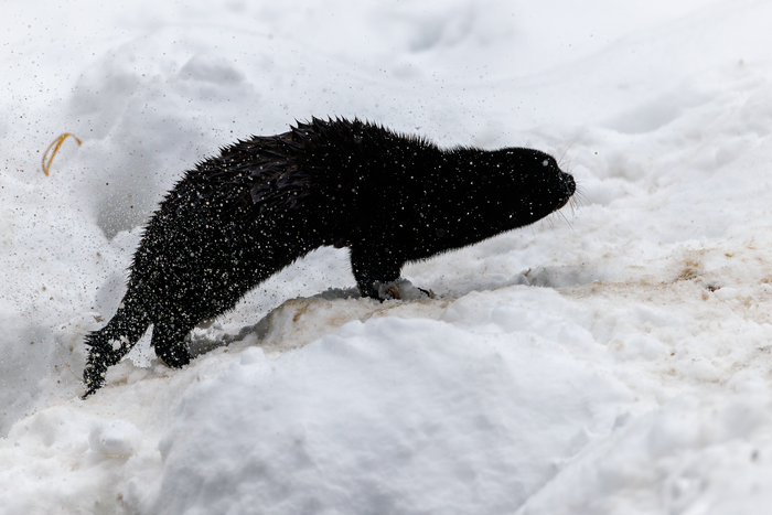 Отряхивается от воды)
