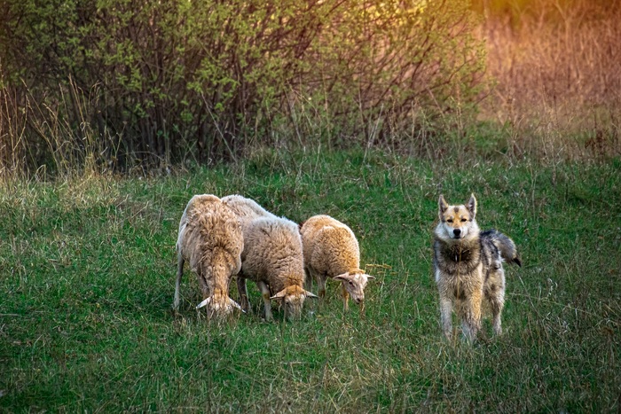 ������� ������� �������� ������.