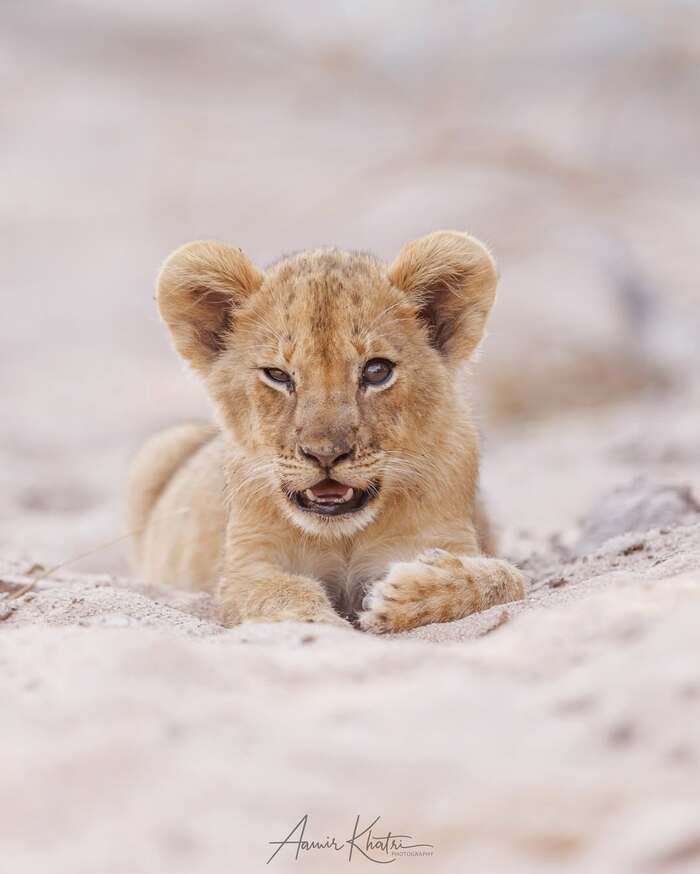 Львяка-подозревяка