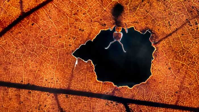 «Привет, мир» / © Alex Pansier