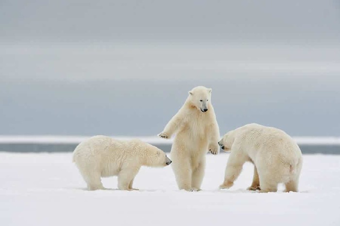 «Полегче, ребята» / © Philippe Ricordel