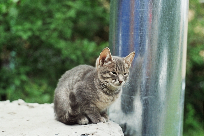 Чернобыльский котенок. Чернобыль - в целом жилой городок, где есть магазины, музей, и даже гостиницы с парой кафе/столовых. Зенит-Е