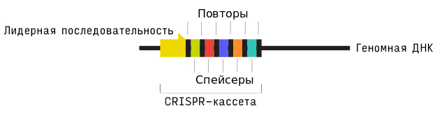 The Most Important Discovery of Biology in the 20th Century: Genetic Scissors - My, The science, Nauchpop, Longpost