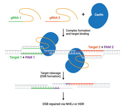 The Most Important Discovery of Biology in the 20th Century: Genetic Scissors - My, The science, Nauchpop, Longpost