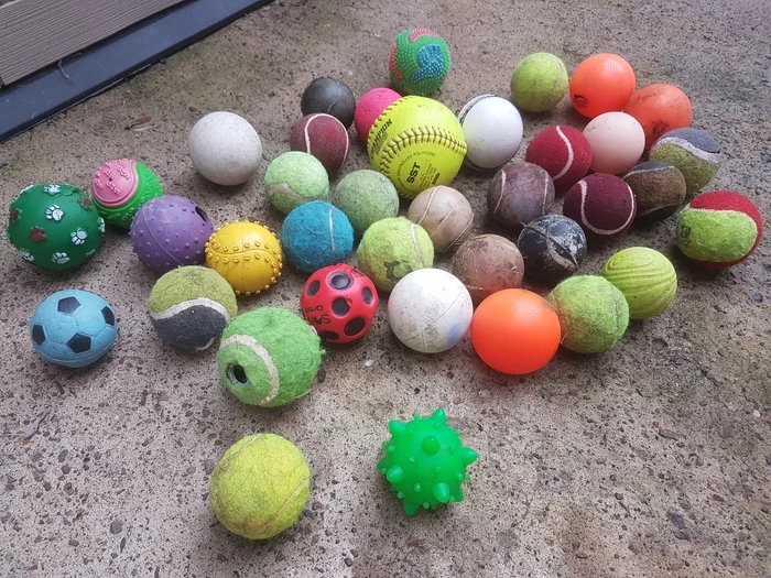 Reply to the post Saving Balls - My, Ball, Toys, Rottweiler, Trophy, Reply to post