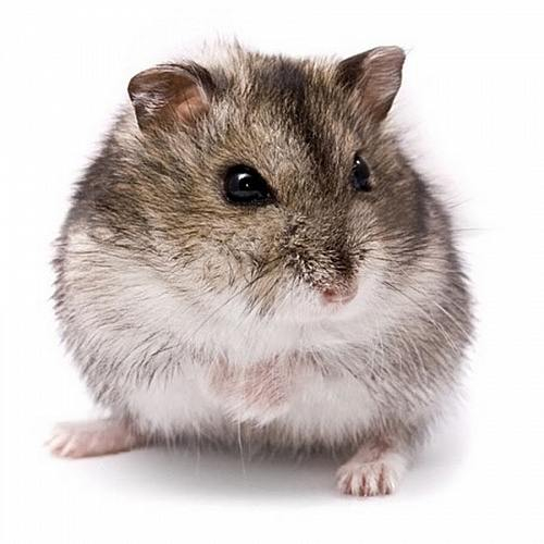 ����� ���� ��������� �� ���������� �����