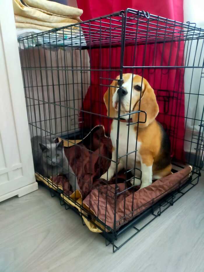 Коту тоже клетка нравится, периодически наблюдаю такую картину. Заметьте, никто туда насильно животных не гнал.