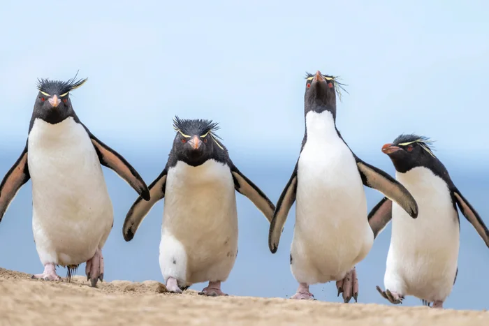 They are going to save the world - Penguins, Pinguins from Madagascar