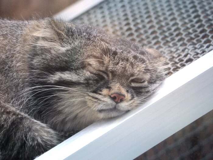 Добрых снов вместе с Наром