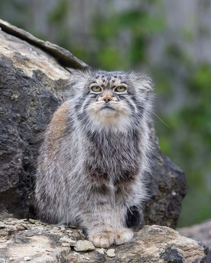 Еду принёс?