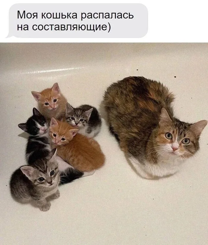 And everyone is sitting in the bathroom) - Picture with text, Images, cat