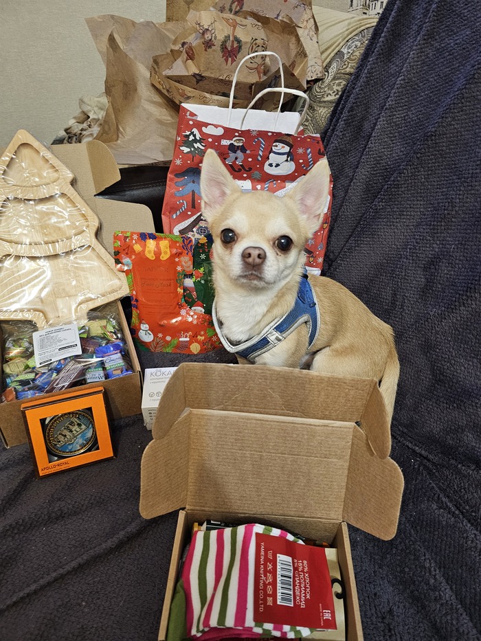 Пёс решил, что это всё ему, уж очень рвался посмотреть