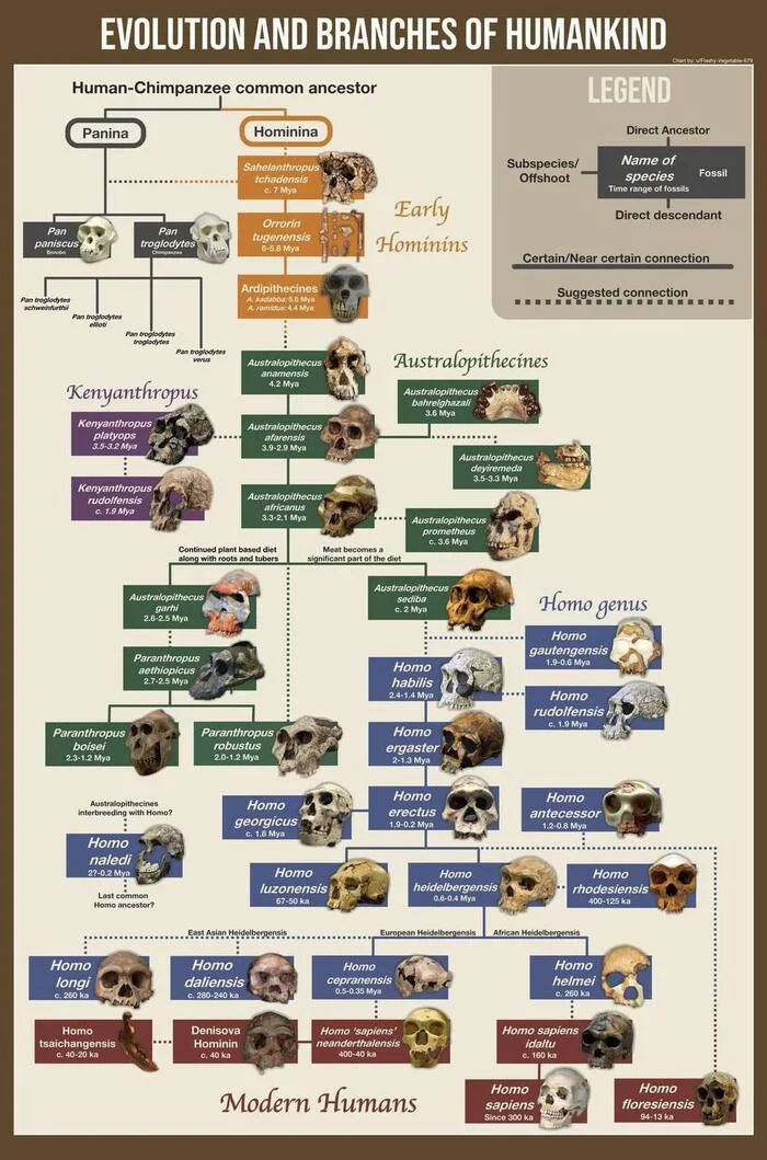 Все известные на сегодня ветви эволюции человека - Эволюция, Человек, Обезьяна