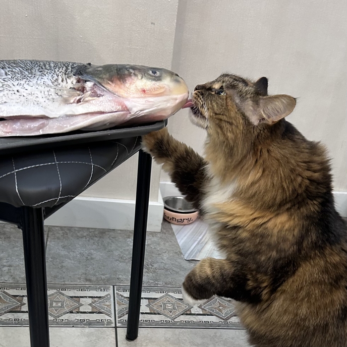 ������ ����