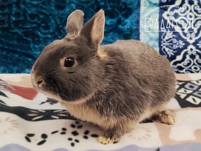 Кролик явно не агути