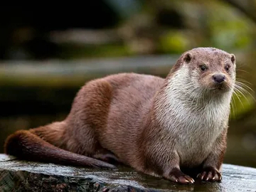 Выдра потому, что брюшко светлое - дикий тип у водных млекопитающих