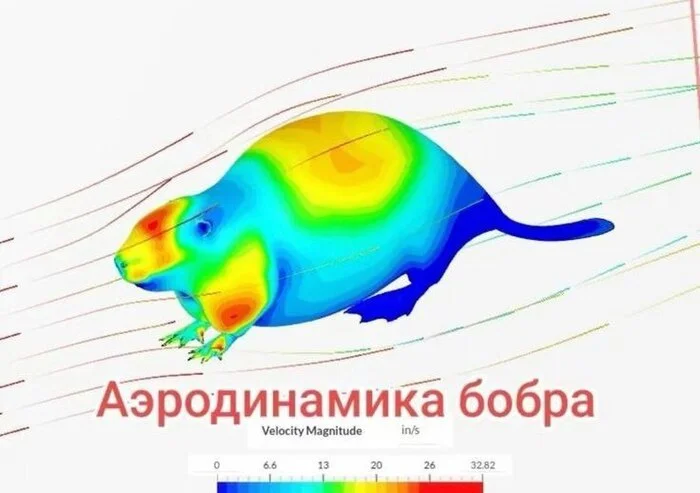 Beaver Arodynamics, Why? Why? - My, Beavers, Aerodynamics, Picture with text
