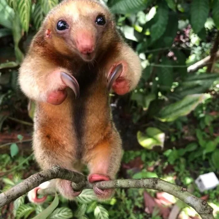 Pygmy Anteater - Don't Give It a Hand! A Cutie Who Won't Stand on Ceremonies with You - My, pygmy anteater, Animals, Ant-eater, Longpost