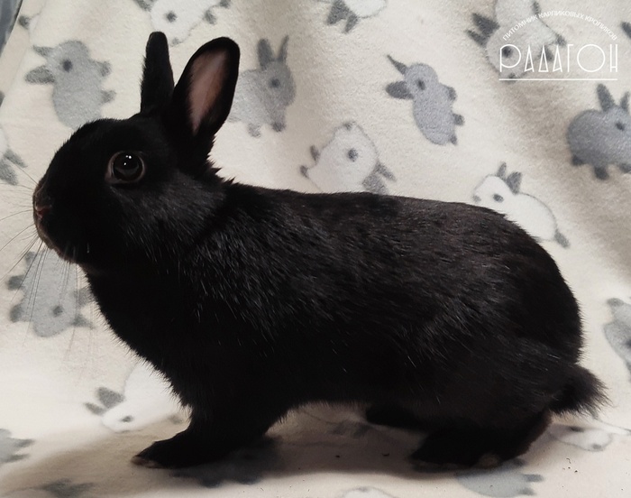 Черный одноцветный малый - "а/a" - папа нашей выдры