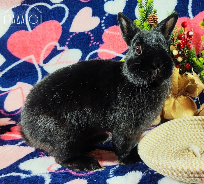 Я тьма, я ночь