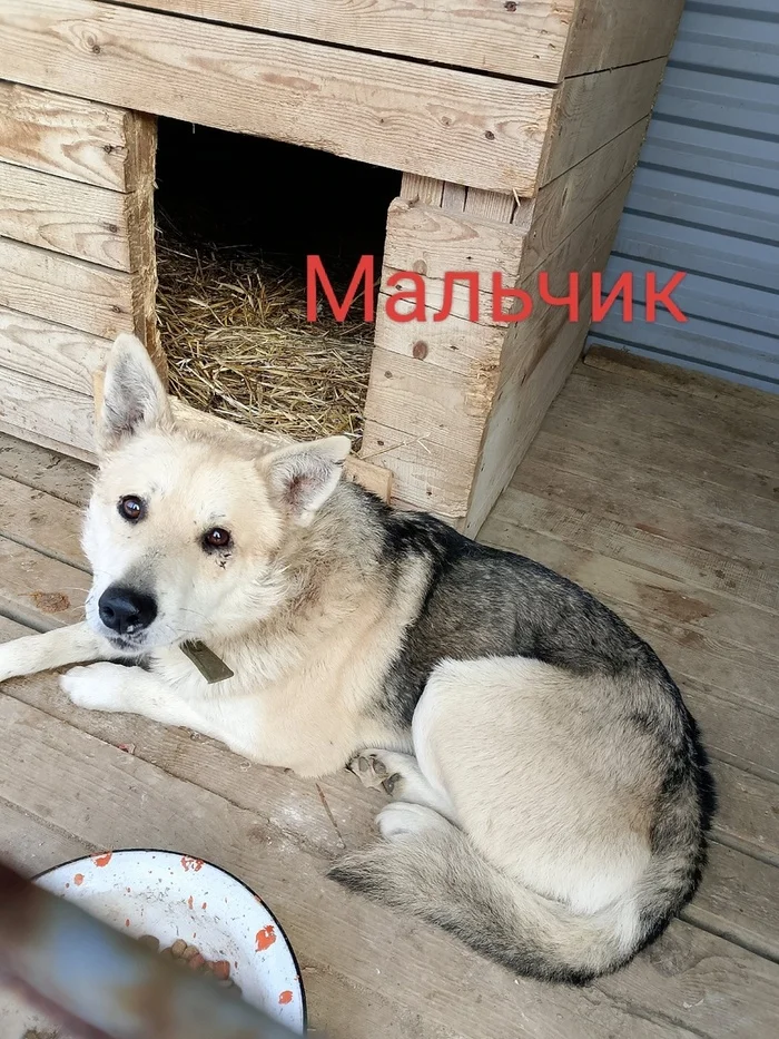 Whose strays are these?!!!These dogs were caught on Shcherbakova Street in Perm - Homeless animals, Overexposure, In good hands, Dog, Volunteering, Shelter, Lost, Kindness, Permian, Care, Longpost, Found a dog