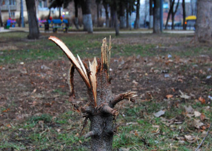 Каждый год тысячи ёлок исчезают из парков: что происходит?