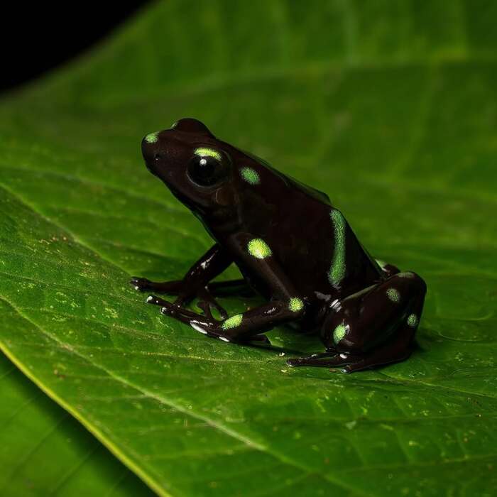 Dendrobates auratus.