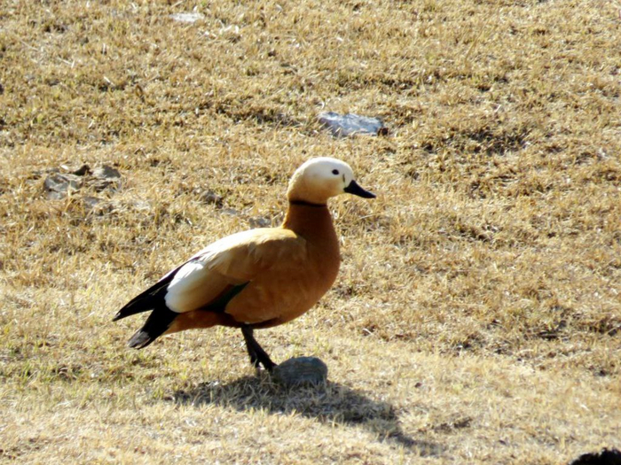 Характерно оранжево-коричневое оперение, при этом голова имеет более светлую окраску