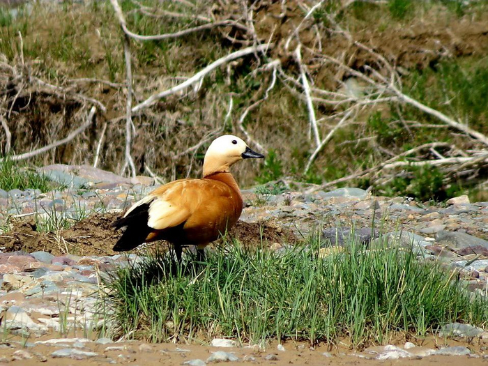 . У самцов в период гнездования, летом, появляется тёмное кольцо на шее