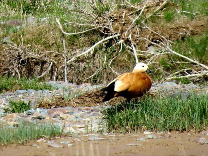  В Горном Алтае огарей ждут весной с нетерпением и радостью, ведь их появление - знак настоящей весны