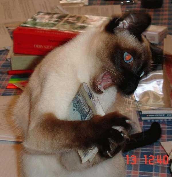 This is my stash! - Humor, Images, The photo, Money, cat, Milota, Muzzle, Paws, Funny animals, Pet the cat