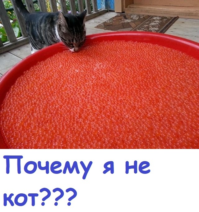 Обычный день кота