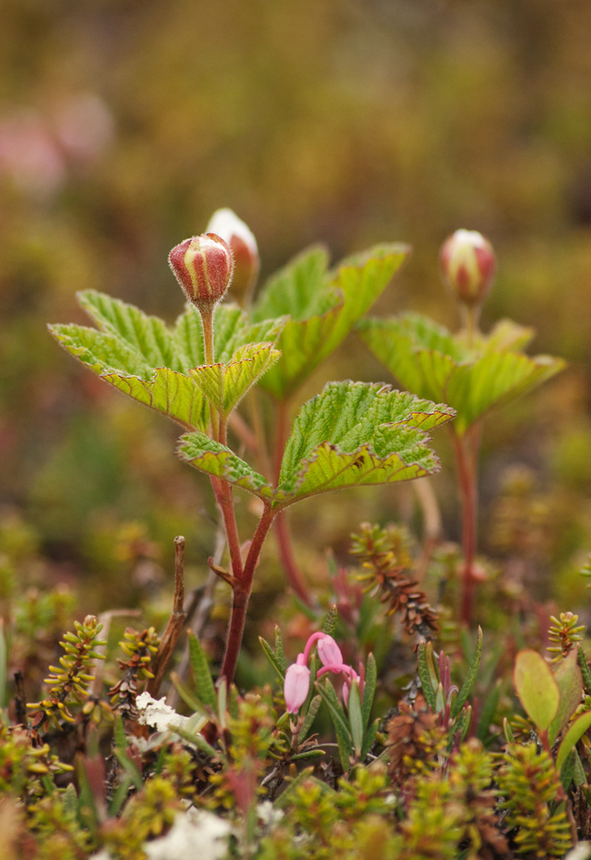 Berries: cloudberry! - My, Plants, Bloom, Botany, Entertaining botany, Cloudberry, Berries, Botmuseum, Botanical Museum of the Botanical Institute of the Russian Academy of Sciences, Botanical Museum, Longpost