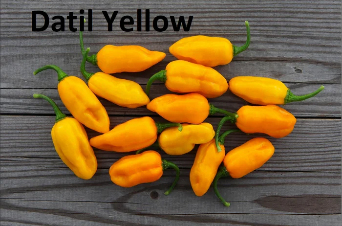Hot peppers grown in open ground - My, Hot peppers, Food, Garden, Market gardener, Harvest, Pepper, Seedling, Berries, Longpost