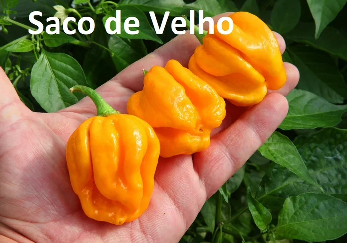 Hot peppers grown in open ground - My, Hot peppers, Food, Garden, Market gardener, Harvest, Pepper, Seedling, Berries, Longpost