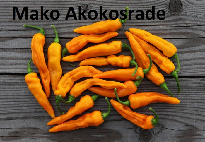 Hot peppers grown in open ground - My, Hot peppers, Food, Garden, Market gardener, Harvest, Pepper, Seedling, Berries, Longpost