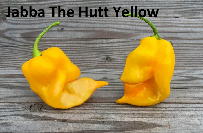 Hot peppers grown in open ground - My, Hot peppers, Food, Garden, Market gardener, Harvest, Pepper, Seedling, Berries, Longpost