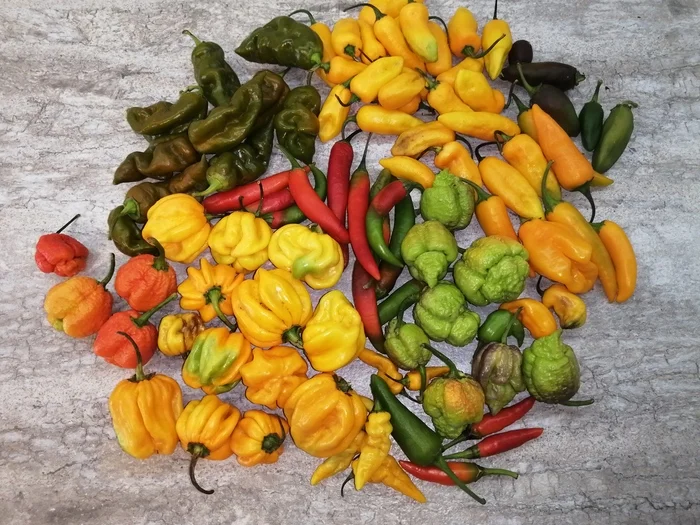 Hot peppers grown in open ground - My, Hot peppers, Food, Garden, Market gardener, Harvest, Pepper, Seedling, Berries, Longpost