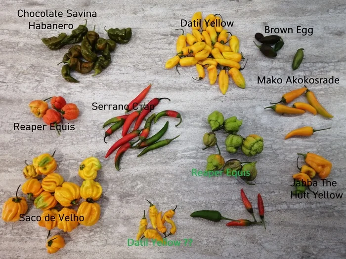 Hot peppers grown in open ground - My, Hot peppers, Food, Garden, Market gardener, Harvest, Pepper, Seedling, Berries, Longpost