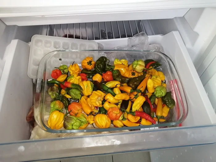 Hot peppers grown in open ground - My, Hot peppers, Food, Garden, Market gardener, Harvest, Pepper, Seedling, Berries, Longpost