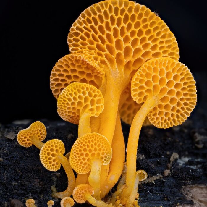 Favolaschia calocera , ,  ,  , ,  , 