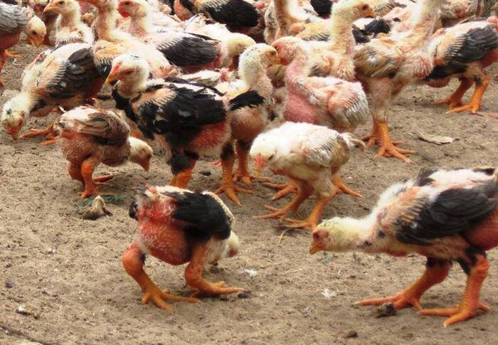 Птенцы кур Донг тао