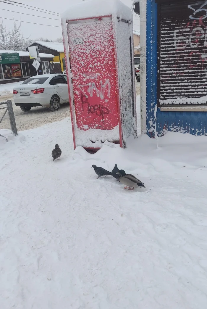 Странные голуби в Новгороде Голубь, Альтернатива, Утка