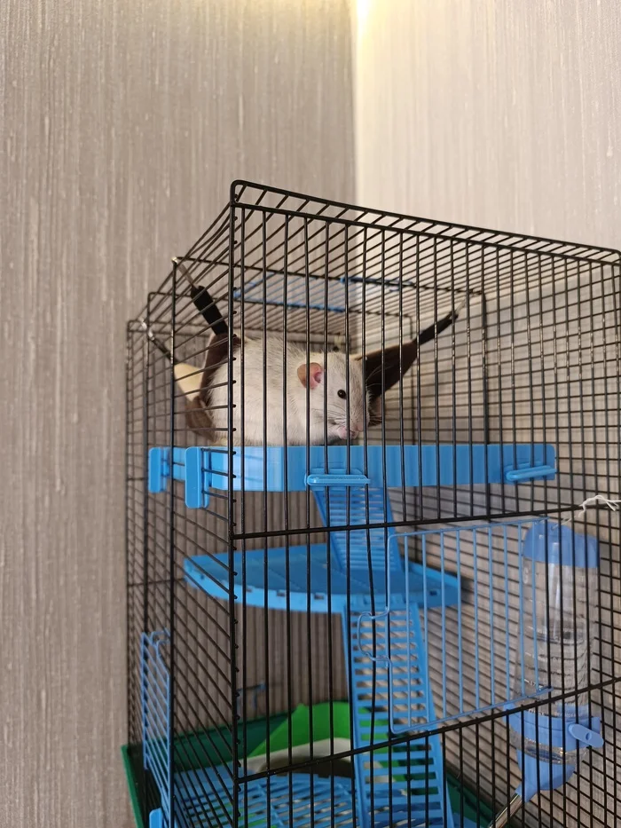 Rat Rat - My, Rat, Rat dumbo, Pets, The photo, Longpost